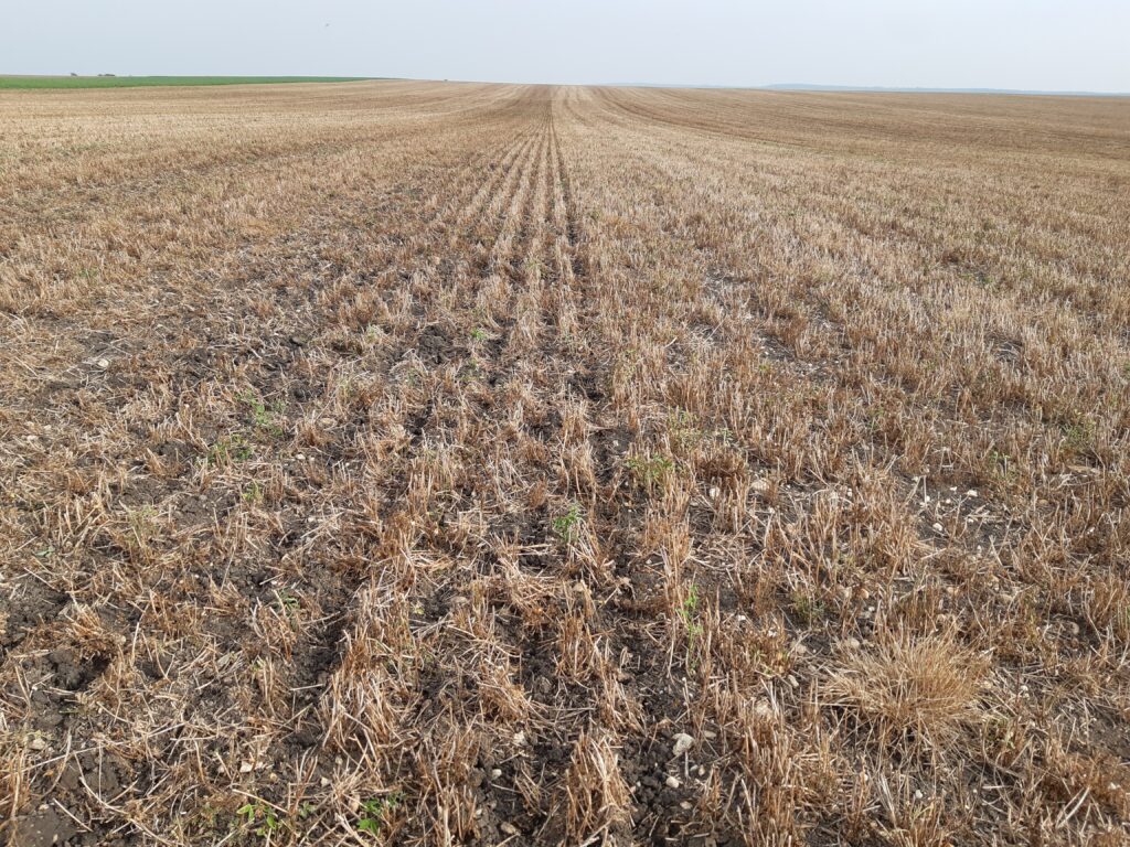 Lucerkový porast Notill sejba pšenice oz.